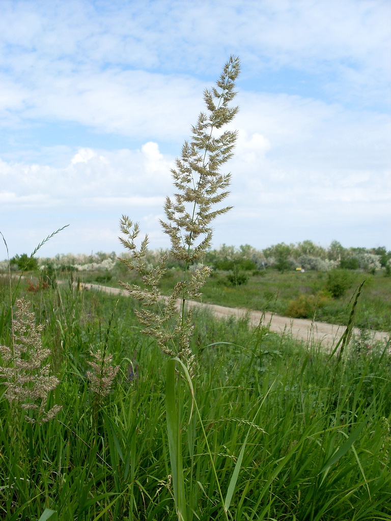 Изображение особи Calamagrostis epigeios.