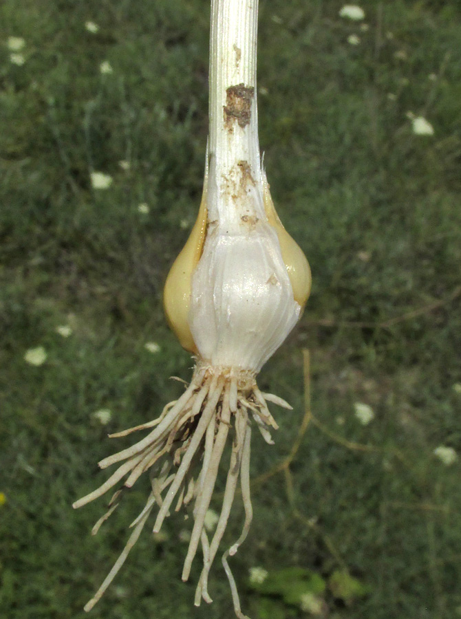 Image of Allium sphaerocephalon specimen.