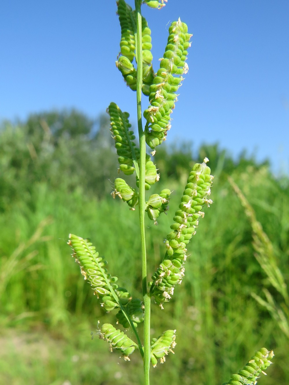 Изображение особи Beckmannia syzigachne.