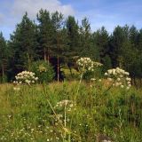Angelica sylvestris. Верхушка растения с соцветиями. Свердловская обл., окр. г. Североуральск, луг в сосновом лесу. 21.07.2007.