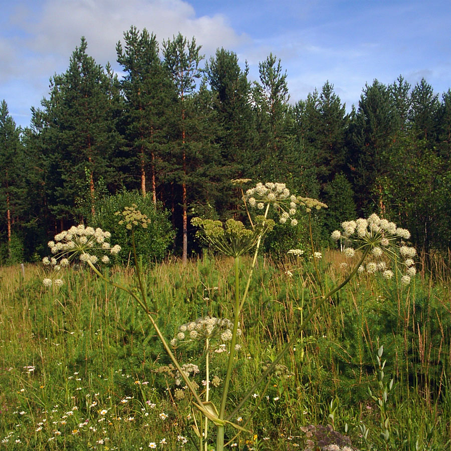 Image of Angelica sylvestris specimen.