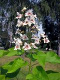 Catalpa bignonioides