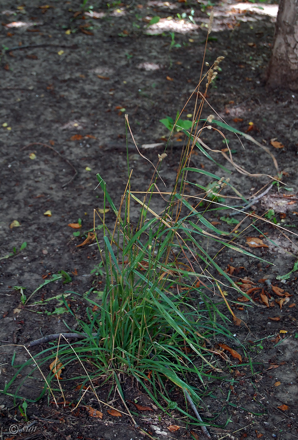 Image of Dactylis glomerata specimen.