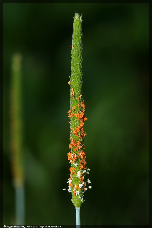 Image of Alopecurus aequalis specimen.