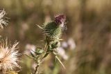 Cirsium vulgare