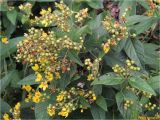 Lysimachia vulgaris. Верхушки цветущих и плодоносящих растений. Украина, Ивано-Франковская обл., Болеховский горсовет, Поляницкий сельсовет, Поляницкий региональный ландшафтный парк, гора Погар, опушка леса. 16.08.2017.