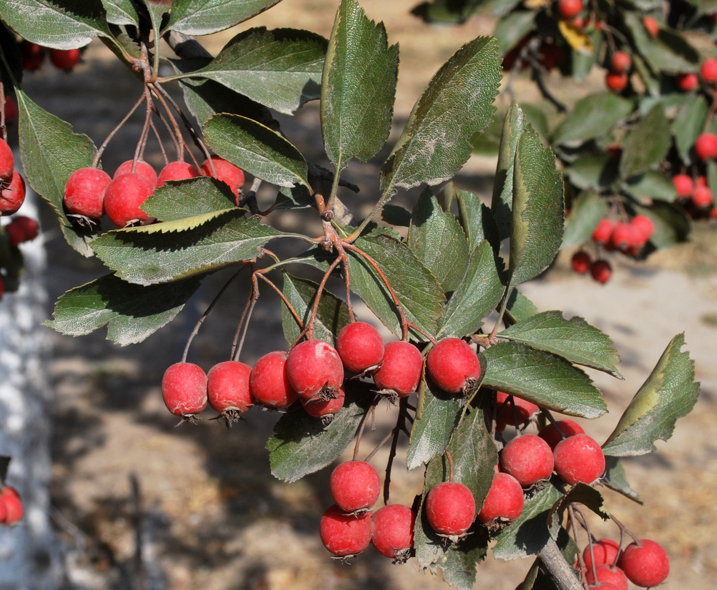 Изображение особи род Crataegus.