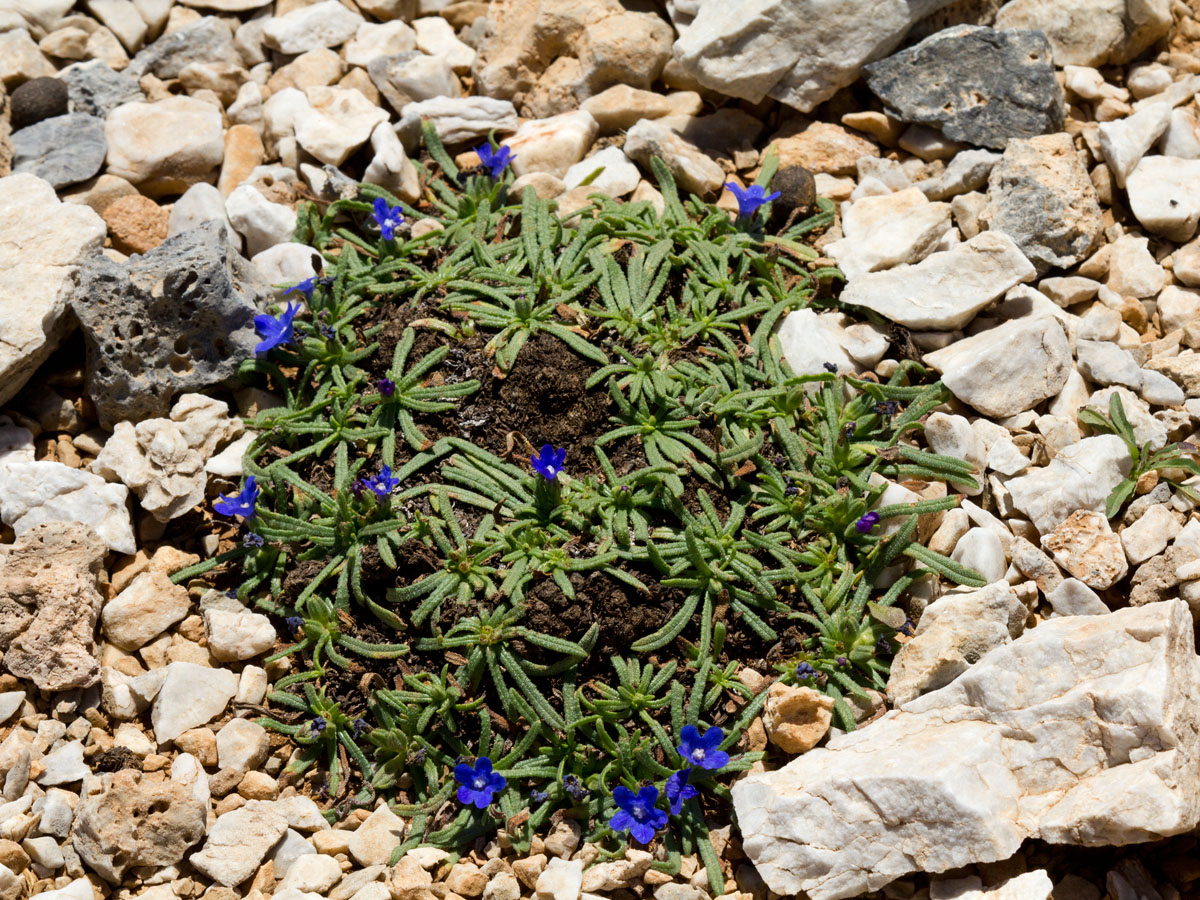 Изображение особи Anchusa cespitosa.