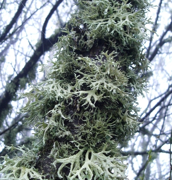 Изображение особи Evernia prunastri.