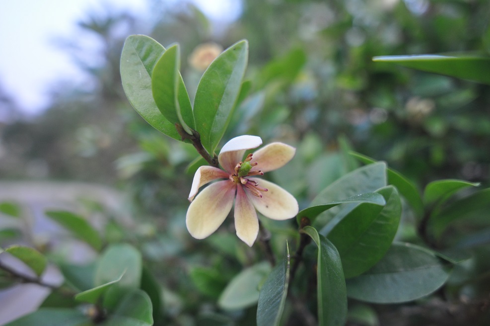 Изображение особи Magnolia figo.