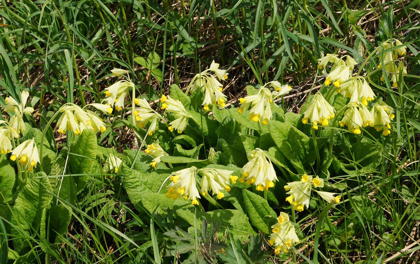 Image of Primula macrocalyx specimen.