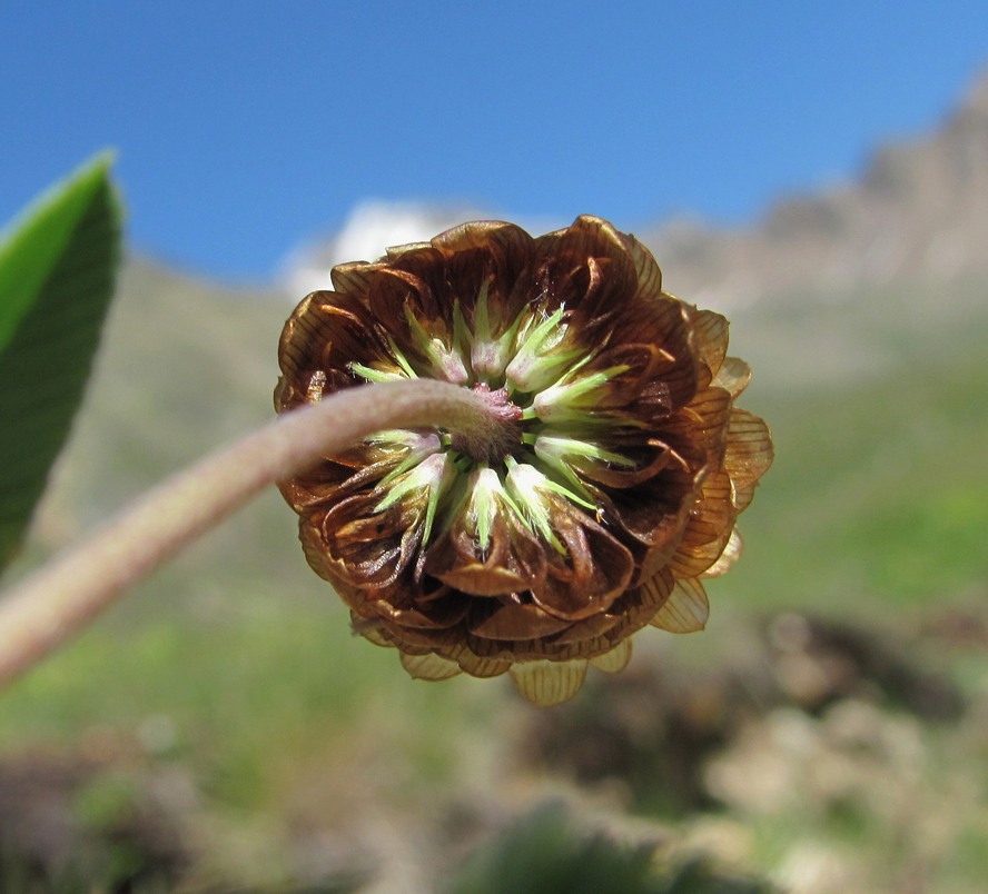 Изображение особи Trifolium rytidosemium.