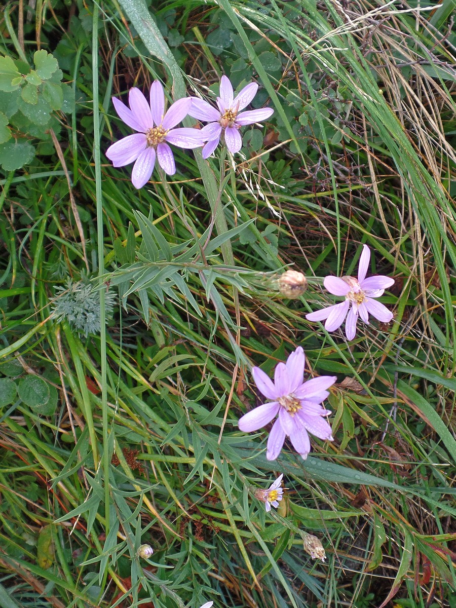 Image of Galatella hauptii specimen.