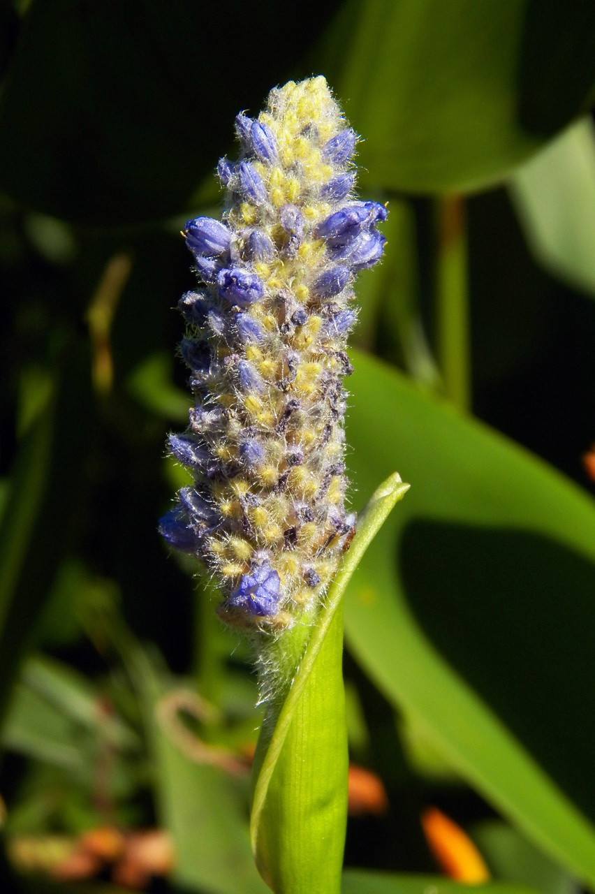 Изображение особи Pontederia cordata.