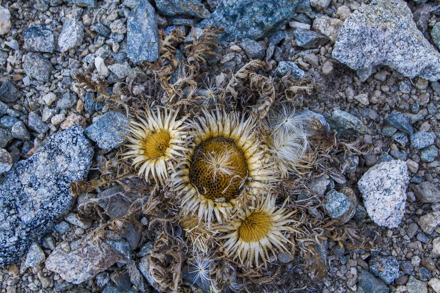 Изображение особи Jurinella moschus.