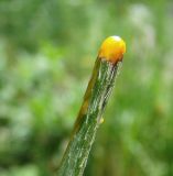 Papaver stevenianum. Застывший млечный сок на изломе стебля. Ростовская обл., хут. Гусарева Балка, хоз. двор. 08.05.2010.