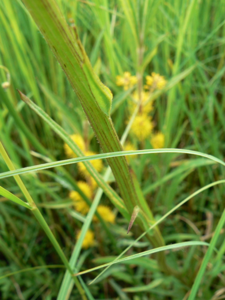 Изображение особи Tephroseris subdentata.