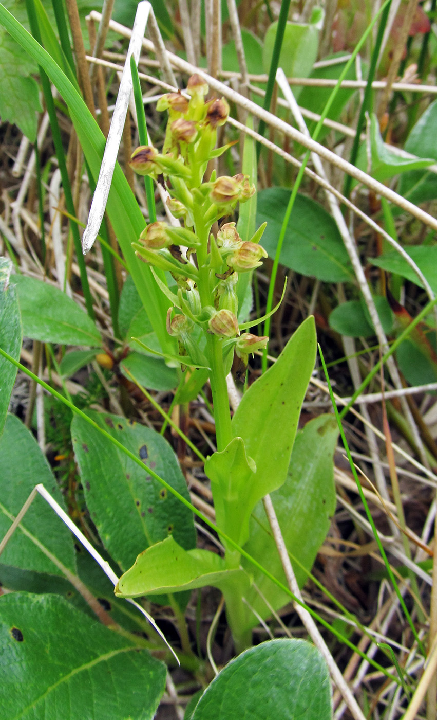 Image of Dactylorhiza viridis specimen.