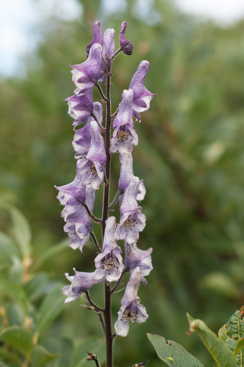 Изображение особи Aconitum leucostomum.