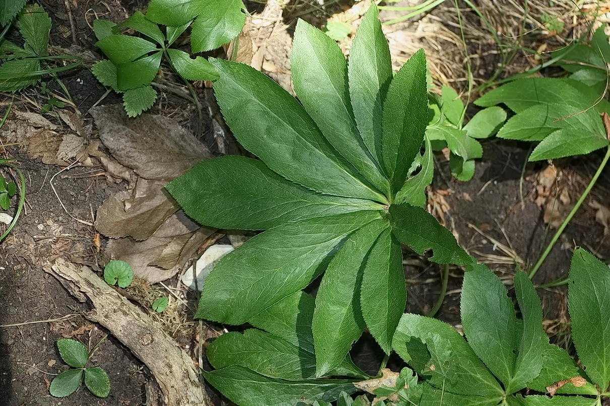 Изображение особи род Helleborus.