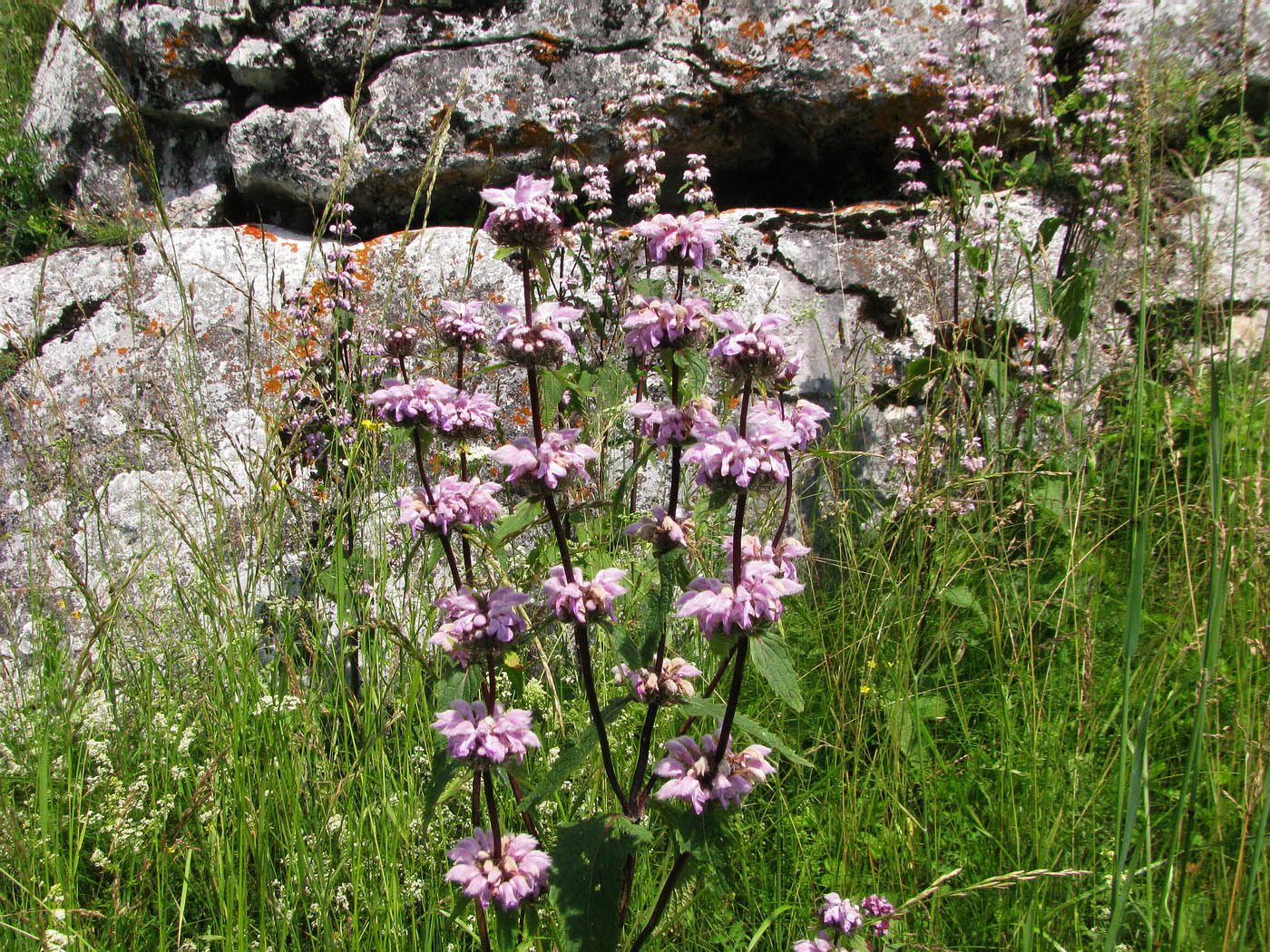 Image of Phlomoides tuberosa specimen.