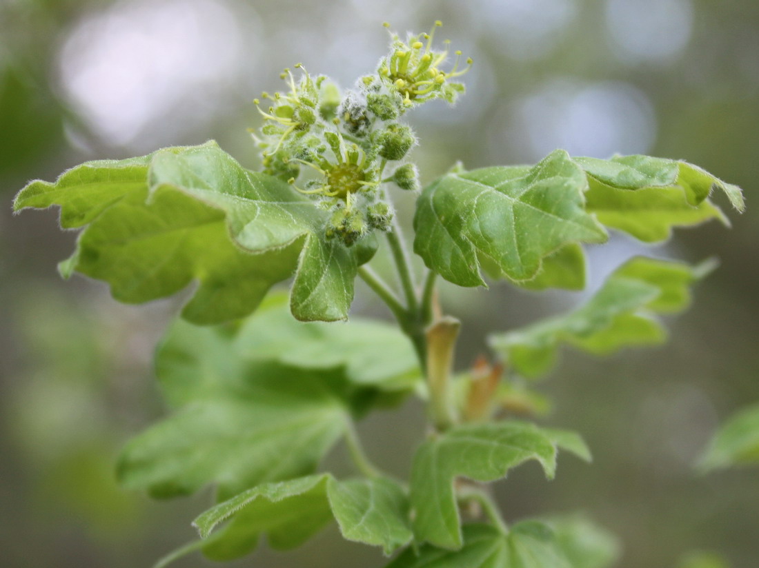 Image of Acer campestre specimen.