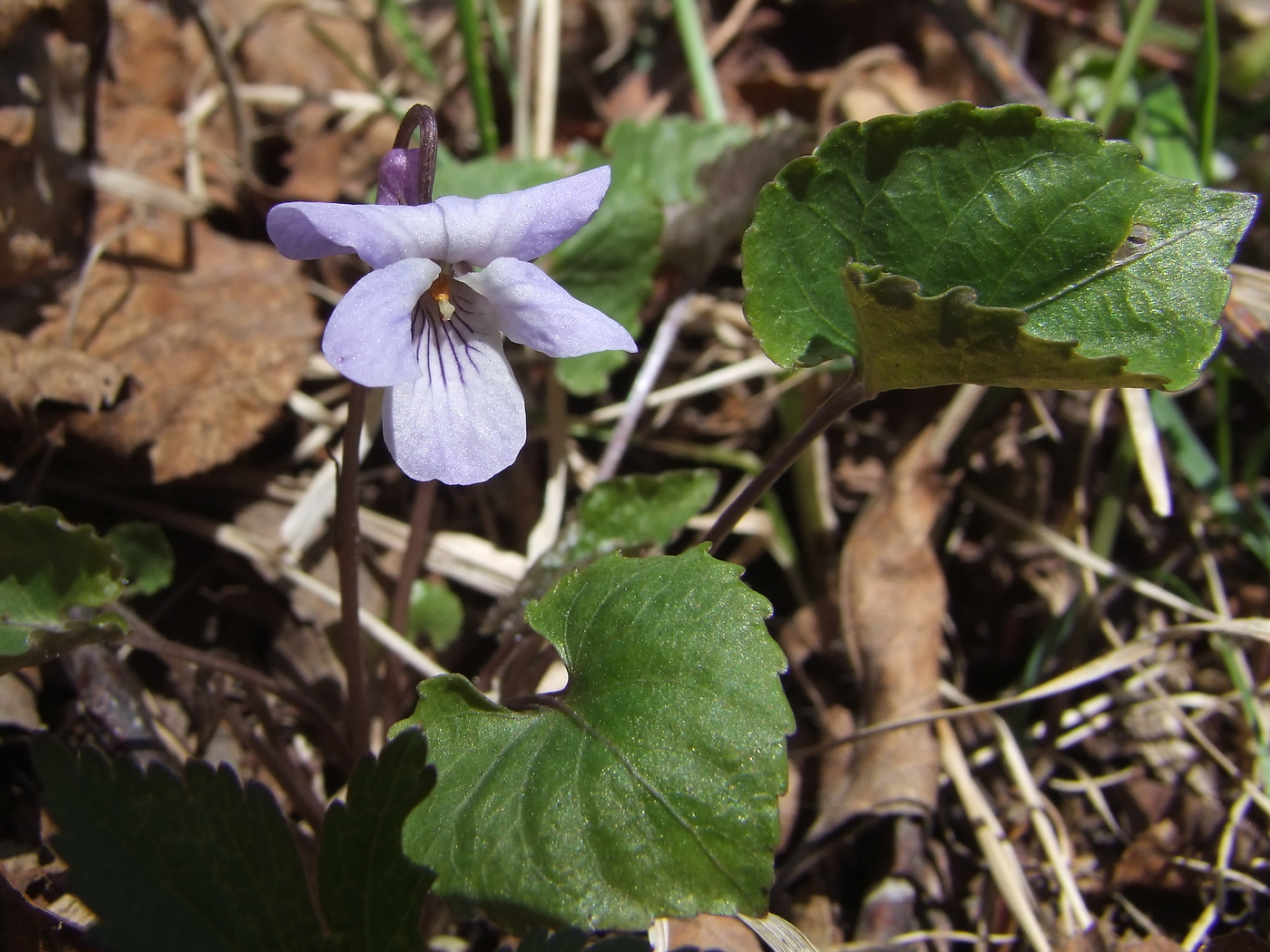 Image of Viola selkirkii specimen.