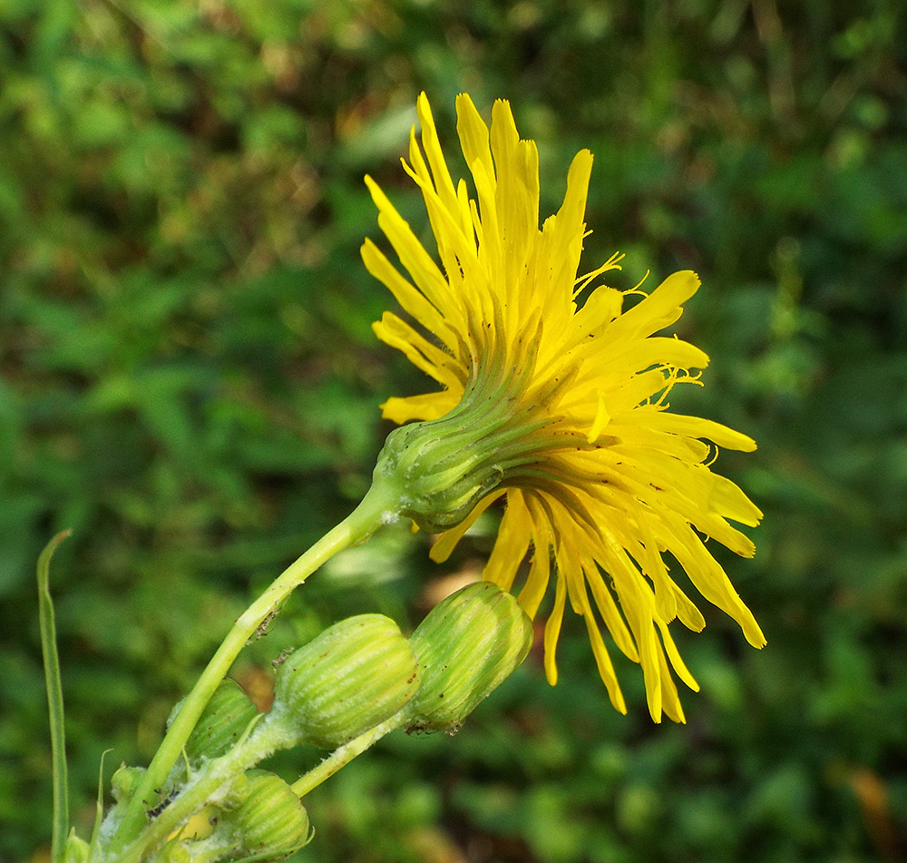 Image of Sonchus arvensis ssp. uliginosus specimen.