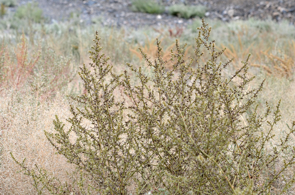 Изображение особи род Salsola.