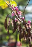 Cercis siliquastrum. Часть веточки с прошлогодними плодами. Грузия, Тбилиси, парк Мтацминда, выс. 795 м н.у.м., в культуре. 13.05.2017.