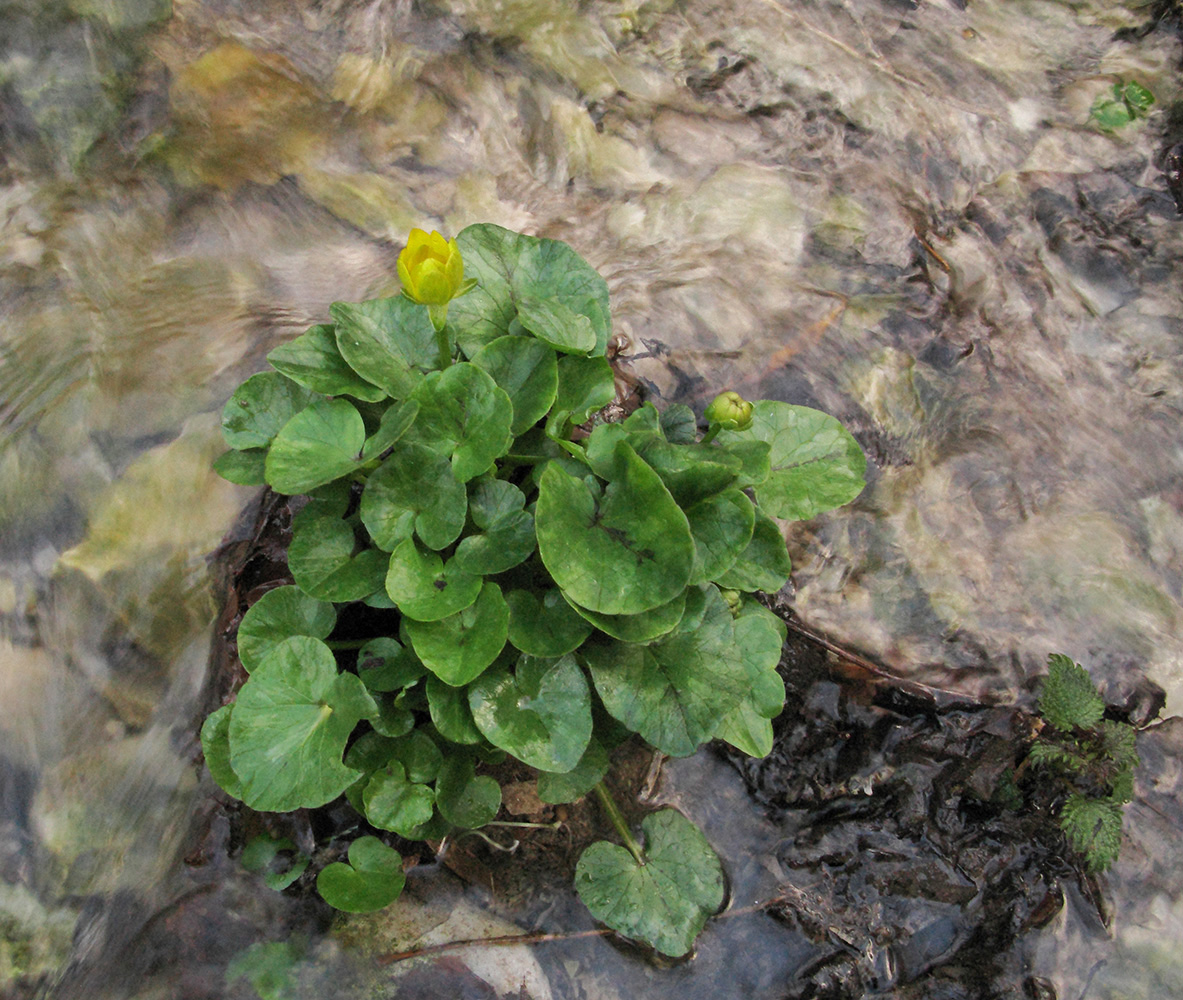 Image of Ficaria calthifolia specimen.