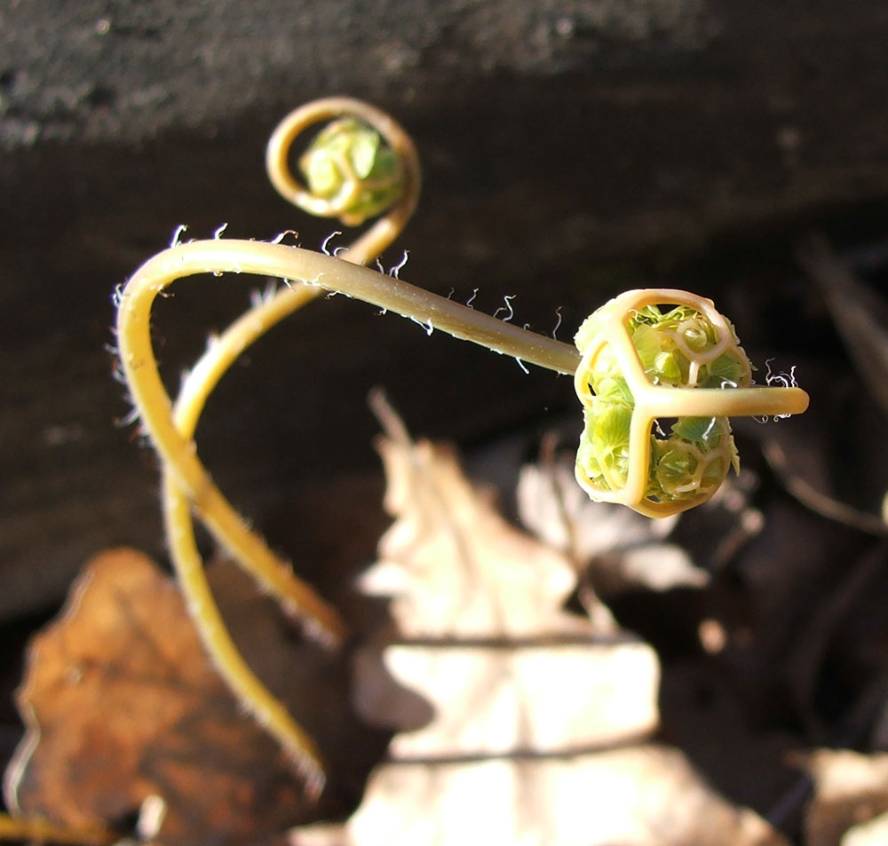 Image of Adiantum pedatum specimen.