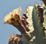 Stenocereus griseus