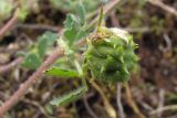 Medicago rigidula