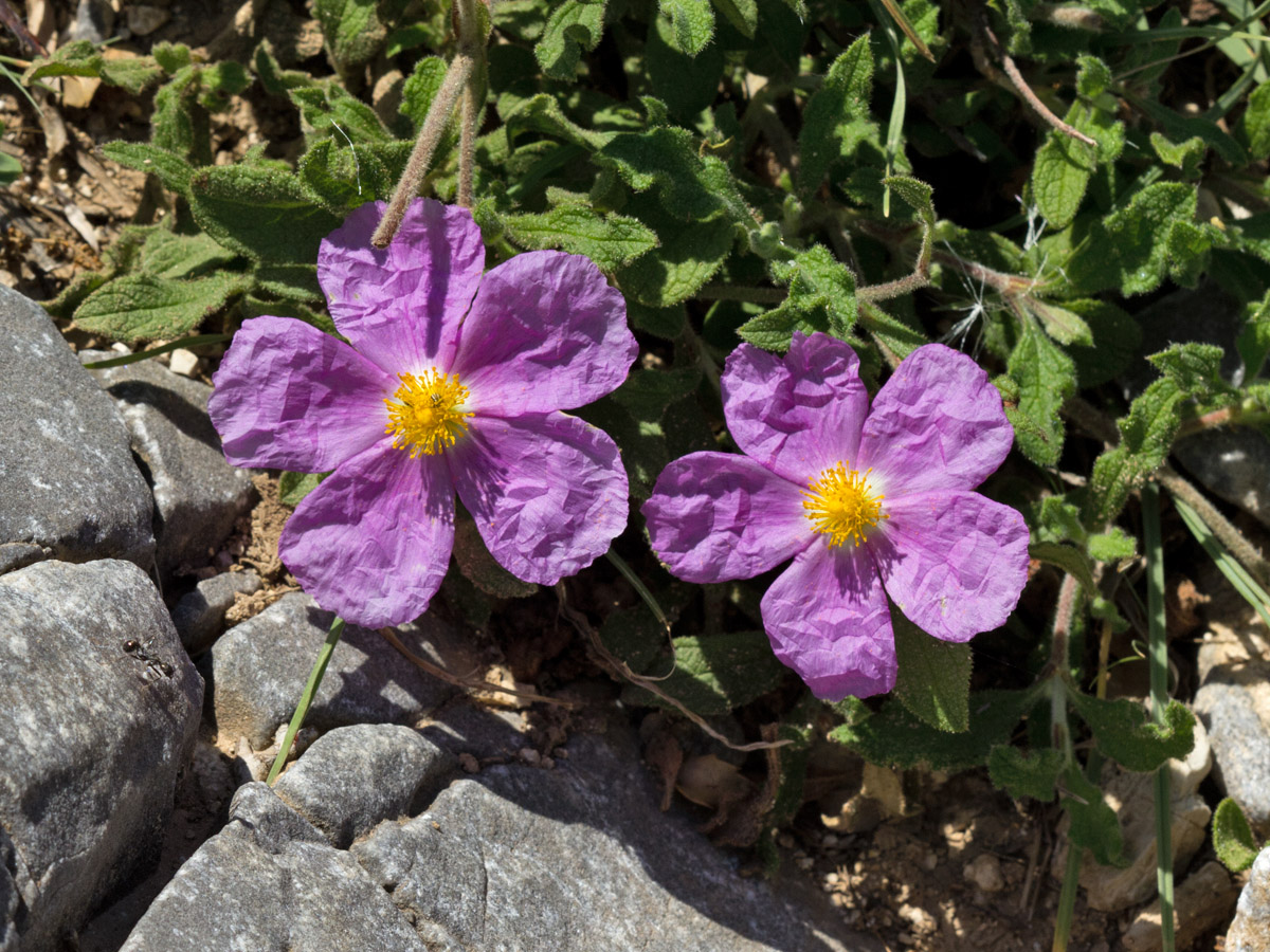 Изображение особи Cistus creticus.