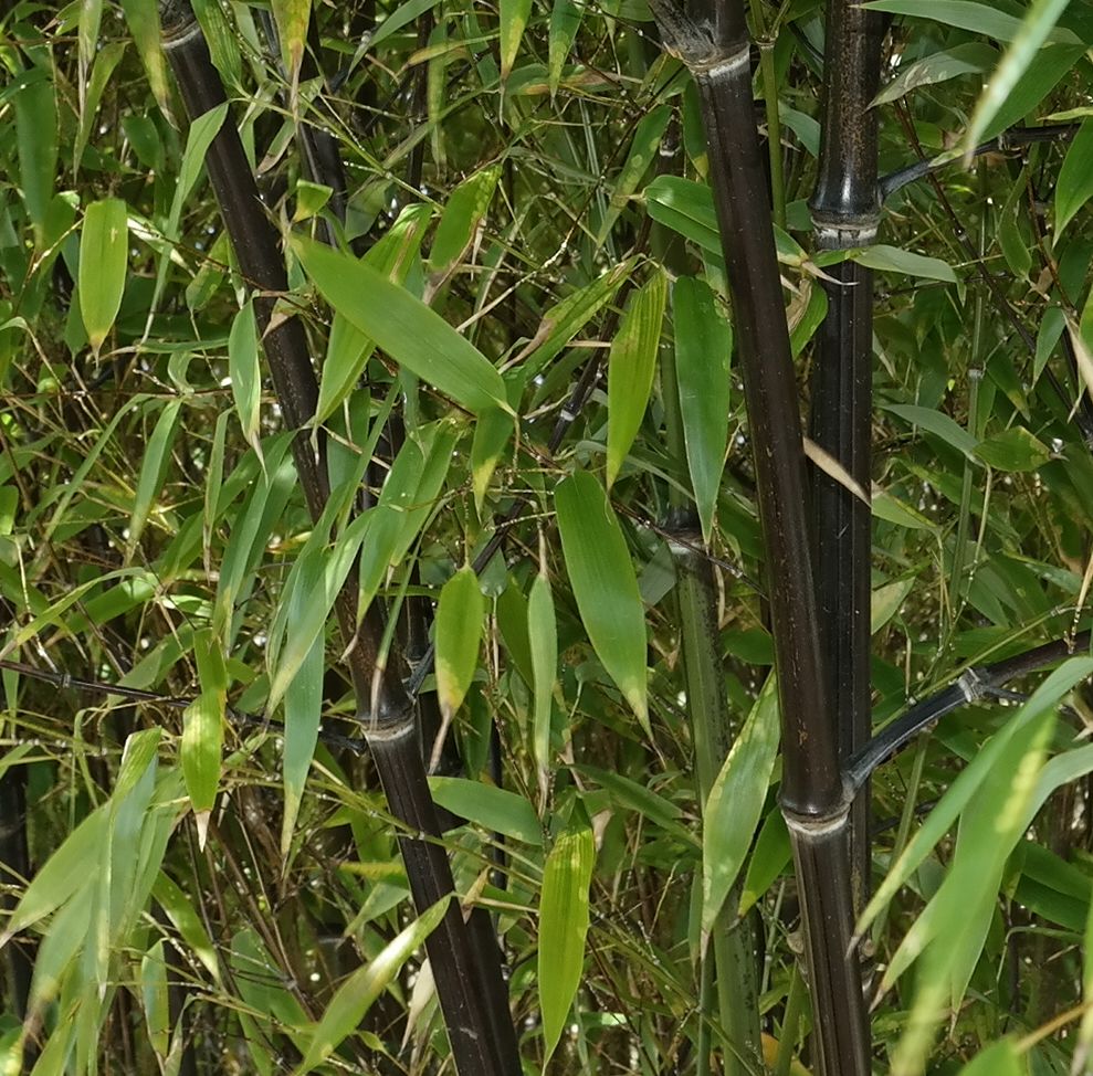 Image of Phyllostachys nigra specimen.