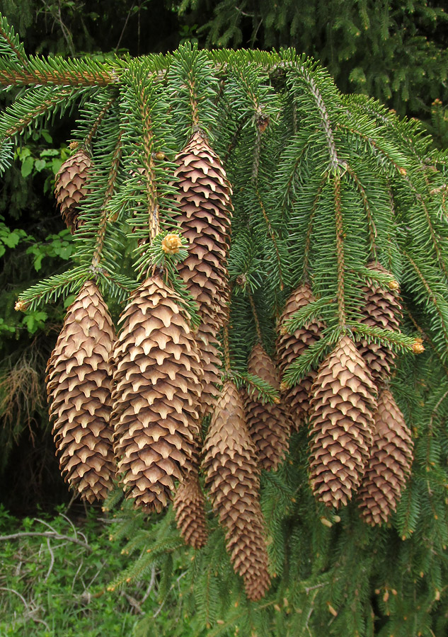 Image of Picea abies specimen.