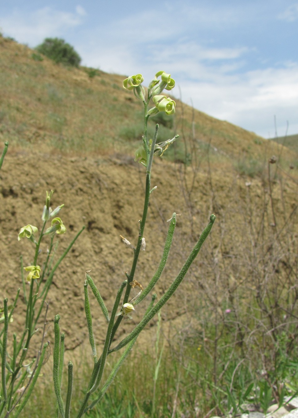 Image of Matthiola odoratissima specimen.