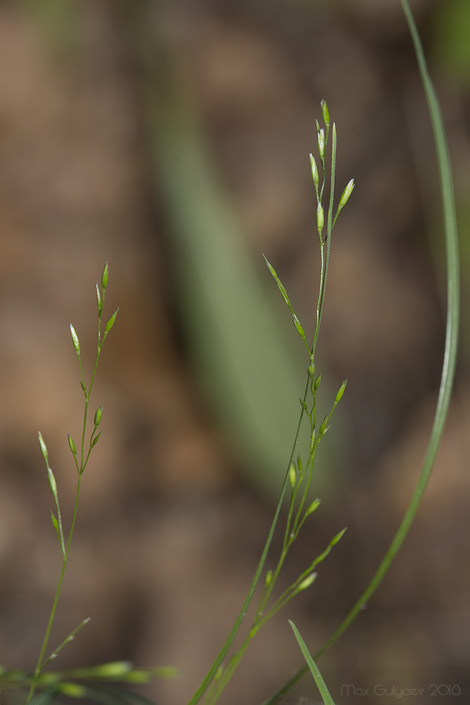 Изображение особи Poa nemoralis.