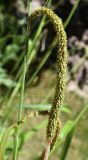 Carex pendula