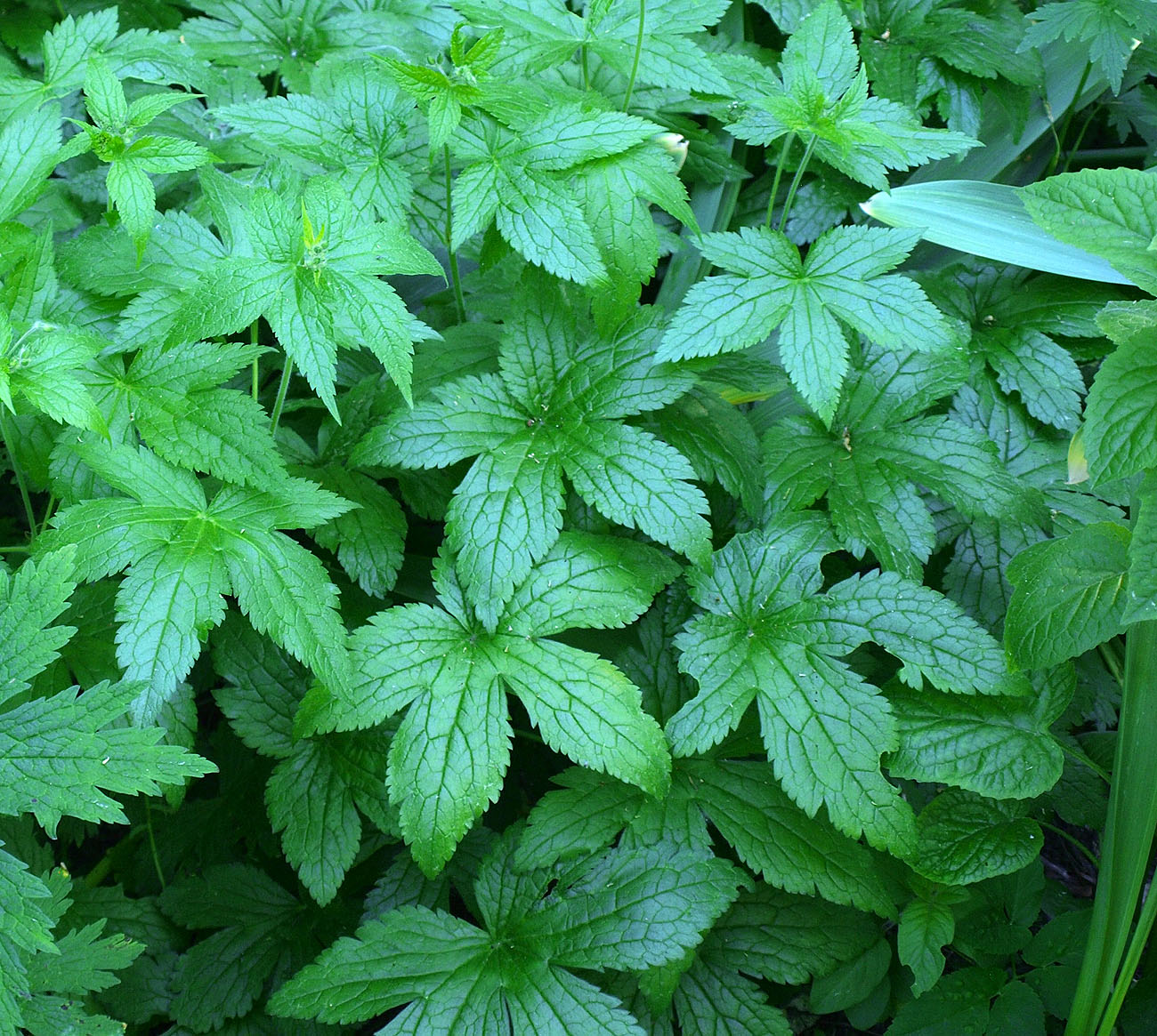 Image of Geranium gracile specimen.