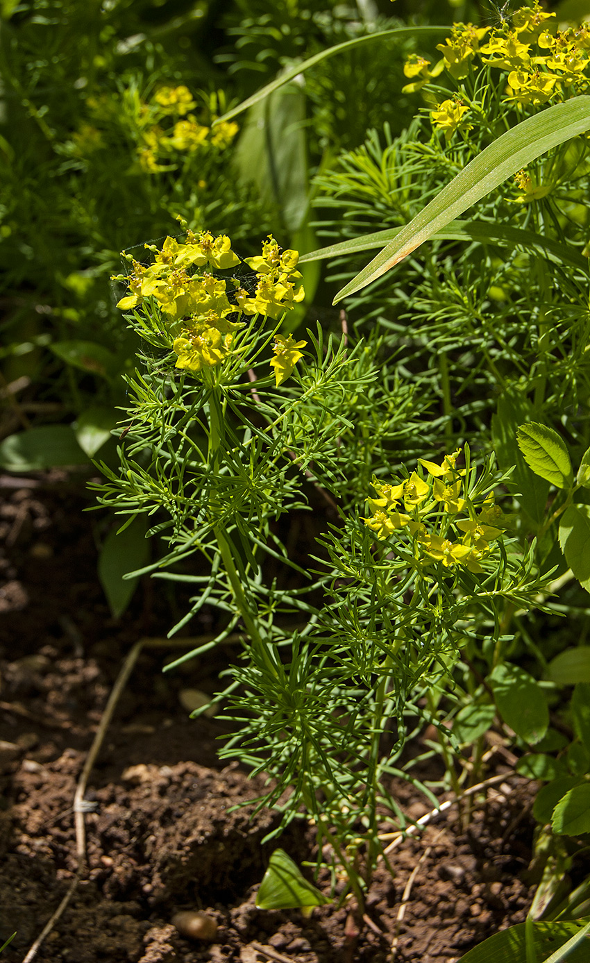 Изображение особи Euphorbia cyparissias.