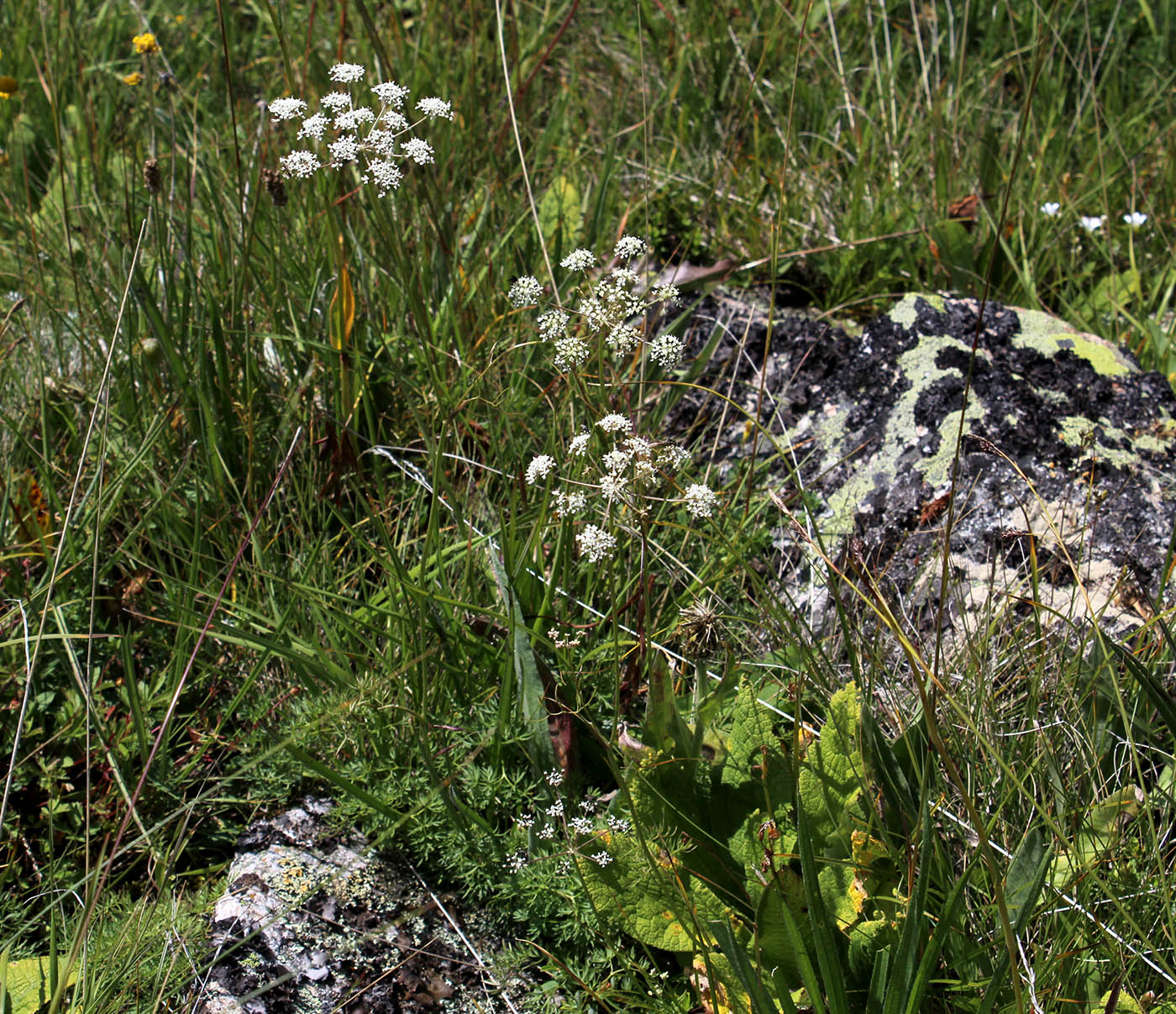 Image of Seseli alpinum specimen.