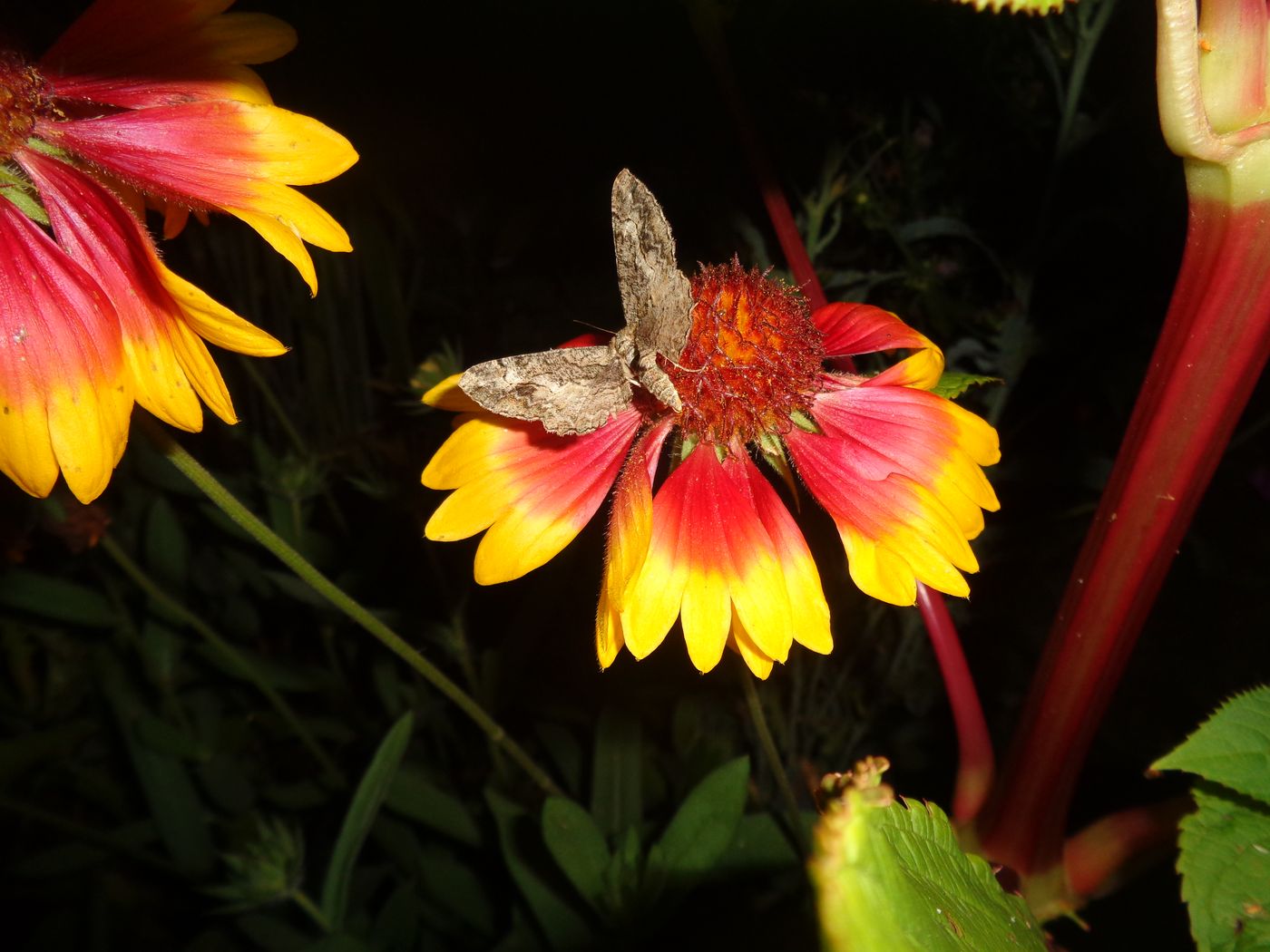 Image of Gaillardia &times; grandiflora specimen.