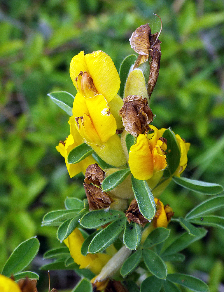 Image of Chamaecytisus triflorus specimen.