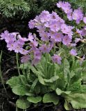 Primula frondosa