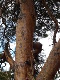 Pinus sylvestris подвид hamata. Средняя часть ствола. Северная Осетия, Алагирское ущелье, Нарская котловина, окр. пос. Нар, склоны Бокового хребта, 1730 м н.у.м. 07.05.2010.