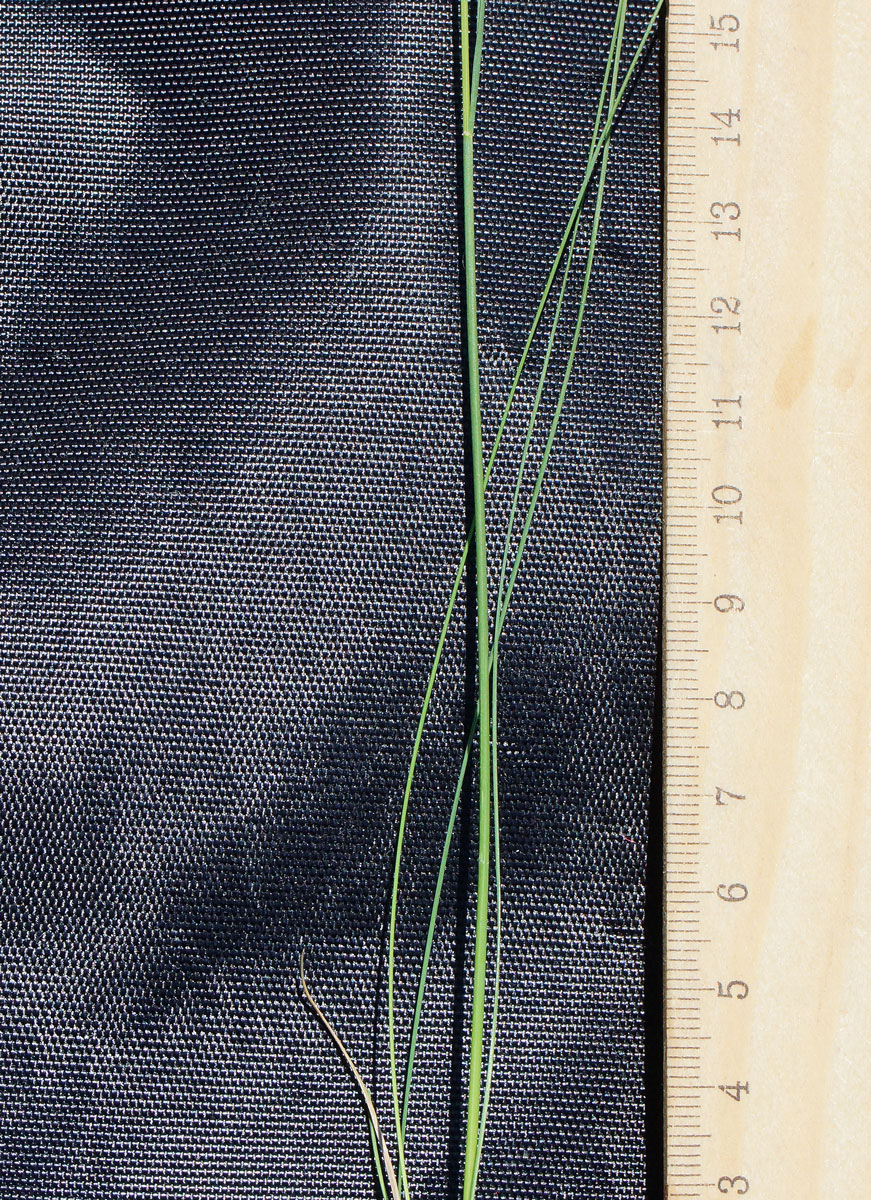 Image of Festuca valesiaca specimen.