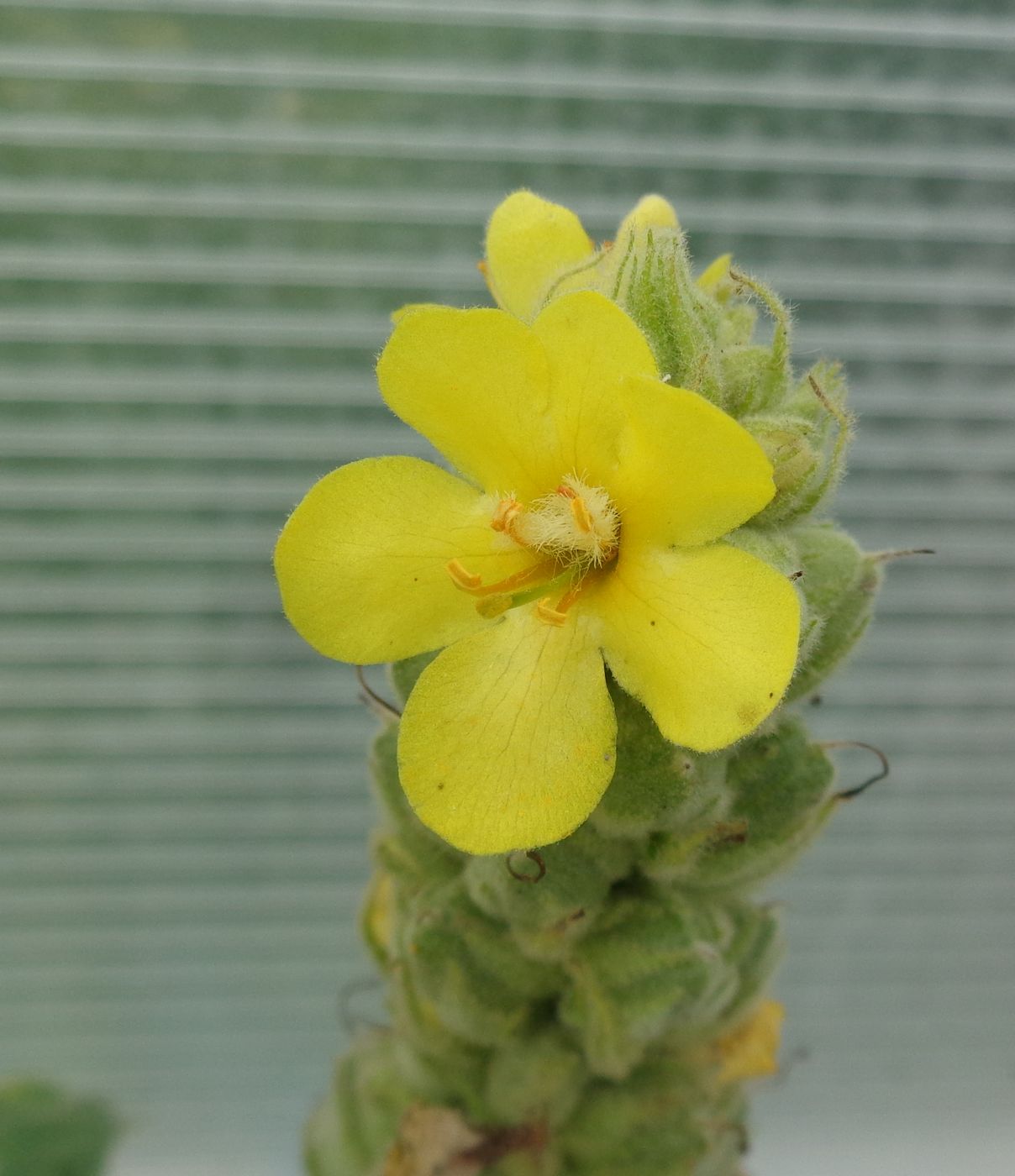 Image of Verbascum thapsus specimen.