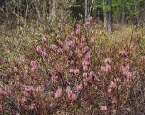 Salix saxatilis. Верхушки цветущего растения. Магаданская обл., г. Магадан, мкр-н Снежная Долина, долина р. Дукча, ивняк. 10.06.2017.